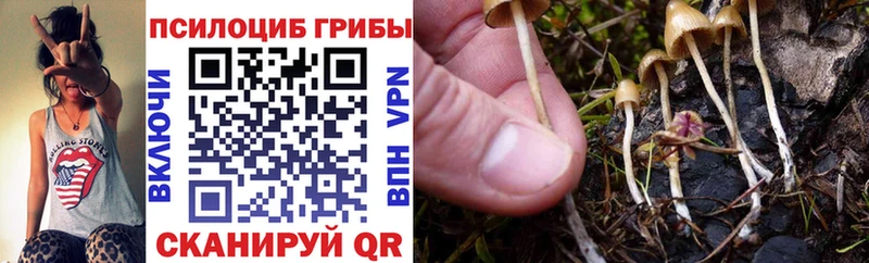 где купить Чекалин Галлюциногенные грибы прущие грибы